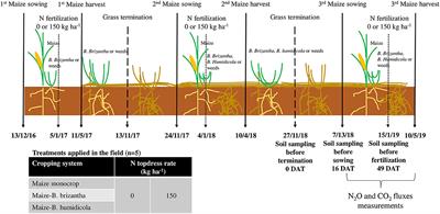 Legacy Effects of Intercropping and Nitrogen Fertilization on Soil N Cycling, Nitrous Oxide Emissions, and the Soil Microbial Community in Tropical Maize Production
